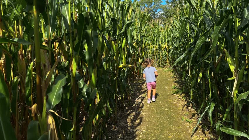 Little girl walking in corn maze, sunny day, maze, children