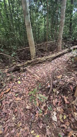 Fallen tree on forest trekking path with tropical jungle scenery.