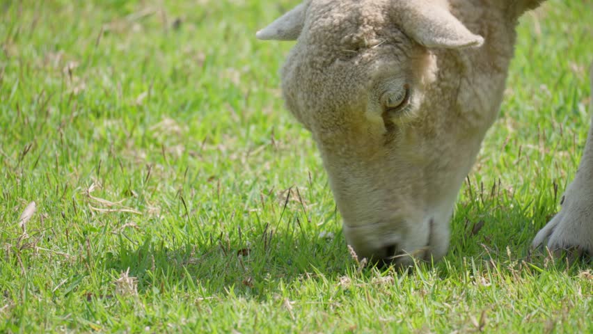 sheep feeds on green grass - head profile close-up 4k video