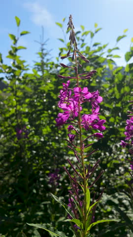 Fireweed flowers in Alaska during summer
