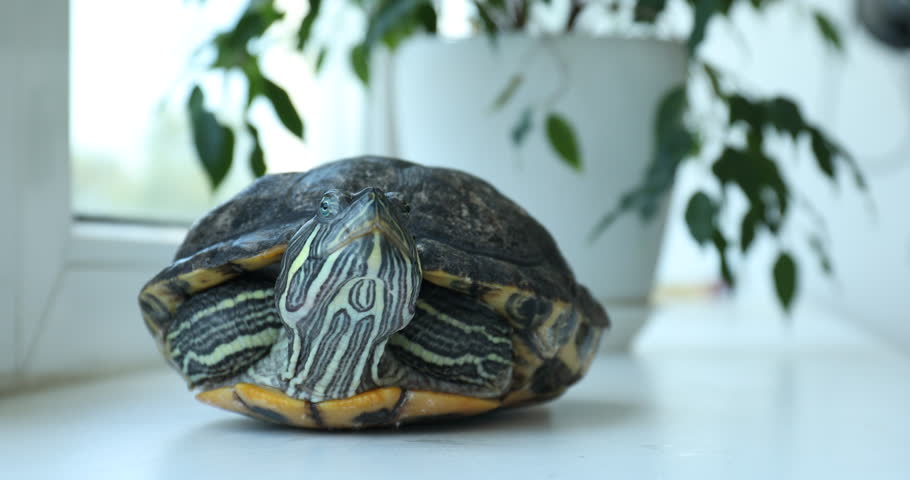 Woman stroking her turtle at window sill indoors, closeup. Domestic pet