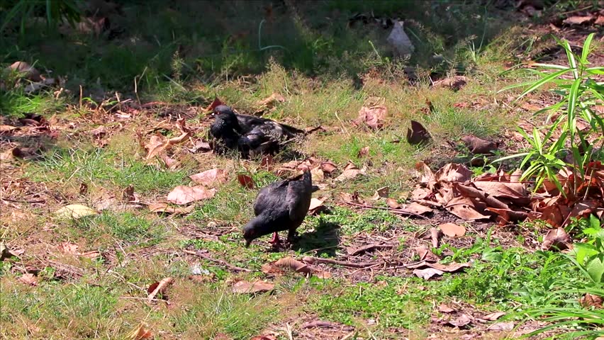 Black pigeon pigeons dove doves bird birds walking around on grass ground in Khon Kaen District Khon Kaen Province Isan Northeast Thailand in Southeast Asia.
