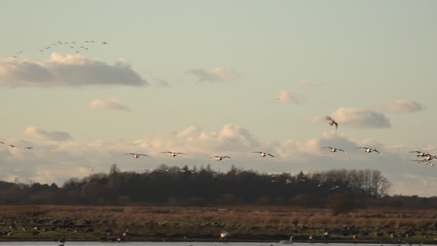 Birds flying low in the afternoon winter light as swans come in to land at nature reserve in England. Wildlife and nature in place of conservation and beautiful scene bird in flight UK 4K