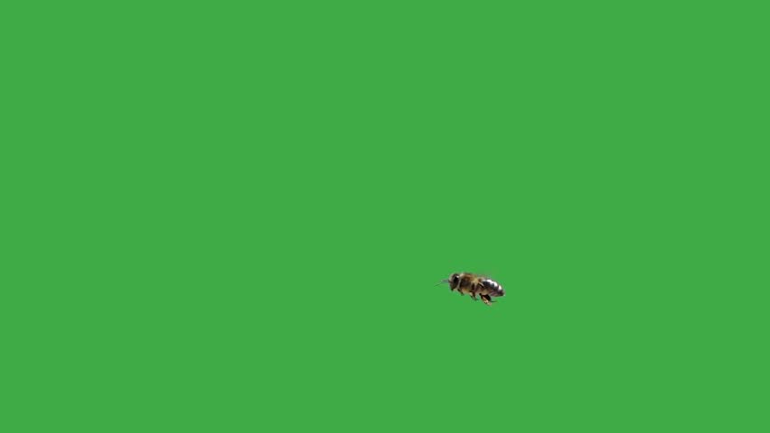 slow flying bee on green screen