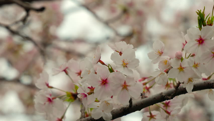 At Higashibojojido Park, Sakura Cherry Blossom Trees in an Early Morning, Osaka, Japan