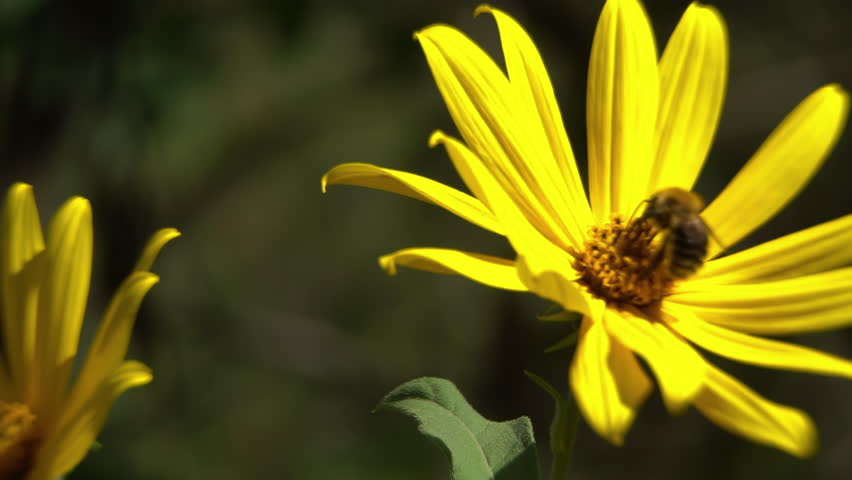 Jerusalem Artichoke (Helianthus tuberosus) and a bumblebee under a magnifying glass: Entomology research and ecological interaction as a concept for scientific documentary
