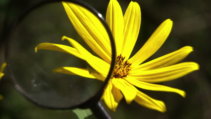 Jerusalem Artichoke (Helianthus tuberosus) flower under a magnifying glass: Botanical research and plant morphology analysis as a scientific documentary concept