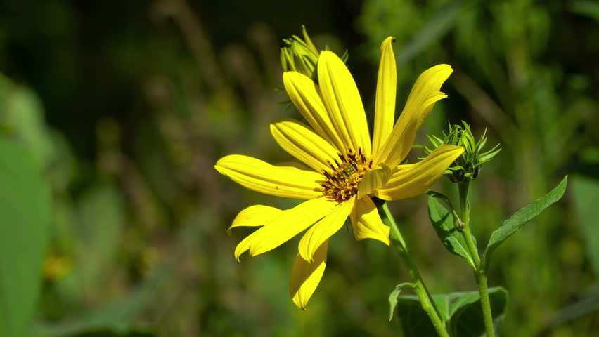 A honey bee pollinates a Jerusalem Artichoke (Helianthus tuberosus) flower: A concept of ecology, symbiotic relationships, and biodiversity in a scientific documentary
