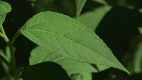 Morphology of Helianthus tuberosus leaf: Macro image of venation, serrated margin and characteristic rough texture. - Powered by Shutterstock - Get 15% off with code: PIKWIZARD15