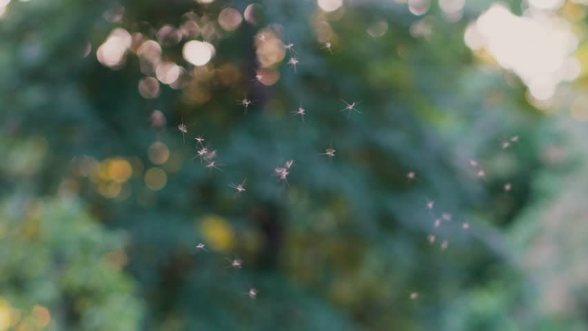 Warm summer day with flying insects buzzing around open air on blurred green background. Hot humid weather insects, mosquito gnat and midges seasonal activity, hovering insects in climate change