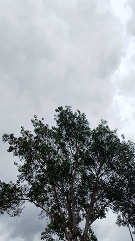 Wind blowing trees, windy, The wind was making the tree sway.