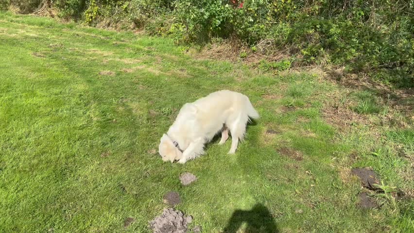 Golden retriever digging in grassy field, playful dog burying nose in hole while exploring natural environment, curious canine behavior outdoors in sunshine on meadow