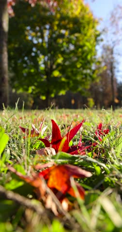 red foliage in the green grass in the autumn season, fallen to the ground foliage of trees in the autumn season in sunny weather
