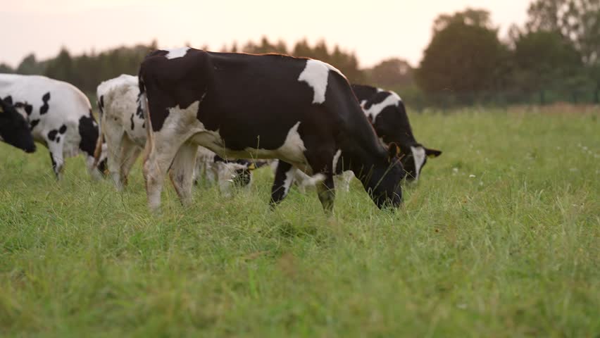 In the long shot, cows are grazing in a field on a summer day, walking from left to right, then turning and looking at the camera.