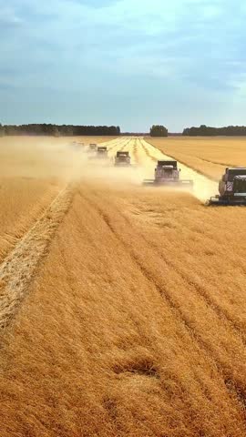 Harvesting machinery is actively working in a vast golden wheat field, creating dust clouds as they move through the crops under a bright blue sky, showcasing the agricultural process and landscape