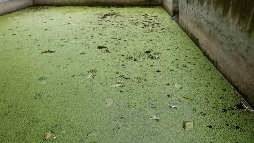 Green pond surface covered with duckweed and scattered leaves concrete basin, enclosed by mossy concrete walls and concrete enclosure, calm stillness and subtle natural decay, muted green algae water