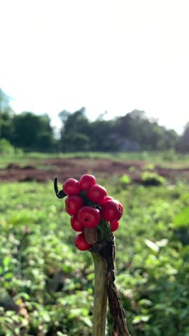 Vibrant red berries cluster on green plant stem outdoors | Red fruits that grow all over the tree without leaves