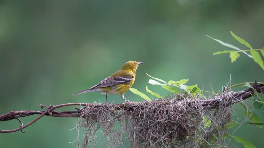A pine warbler perched on a wire eating worms