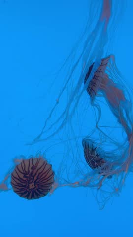 Jellyfish with very long tentacles at the National aquarium in Baltimore MD. Various lighting Blue and black lighting, Jellyfish swimming video. 