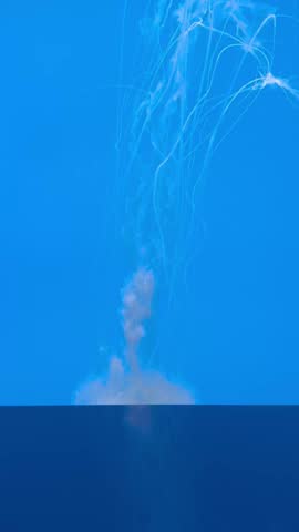 Jellyfish with very long tentacles at the National aquarium in Baltimore MD. Various lighting Blue and black lighting, Jellyfish swimming video. 