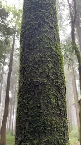 A giant, mossy tree pierces the misty sky. Its huge form is veiled in fog, while beautiful clouds drift overhead. A truly ancient and serene sight.