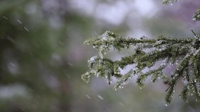Beautiful winter scenery with snow falling on a fir tree branch close-up. Snowfall in a winter spruce forest at sunny day. Snowflakes slowly flying in air at sunny cold winter day. Christmas time 4K. - Powered by Shutterstock - Get 15% off with code: PIKWIZARD15