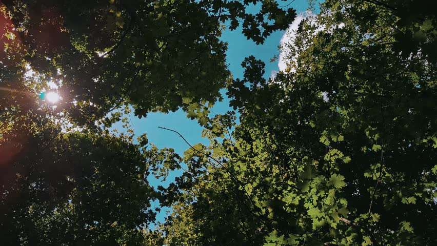 Trees view from below in summer