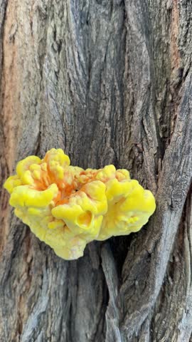 Bright yellow fungus growing on tree bark in natural setting during daylight hours