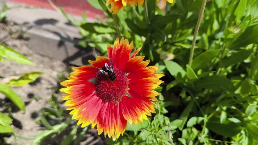 Close-up of a flower (Gaillardia × grandiflora) blossom. Gaillardia grandiflora Arizona Sun. Bright garden flowers sway in wind, and bumblebees and bees pollinate flowers.