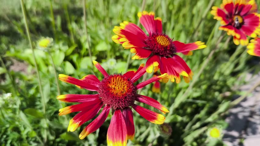 Close-up of a flower (Gaillardia × grandiflora) blossom. Gaillardia grandiflora Arizona Sun. Bright garden flowers sway in wind, and bumblebees and bees pollinate flowers.