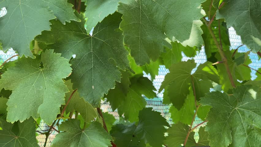 Vine stems with bunches of pink grape on a vineyard, view close-up while vertical panning in sunny day in shade
