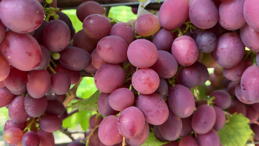 Bunches of pink grape covered with dew on a vine stems on a vineyard, view close-up while moving backwards in sunny day in shade
