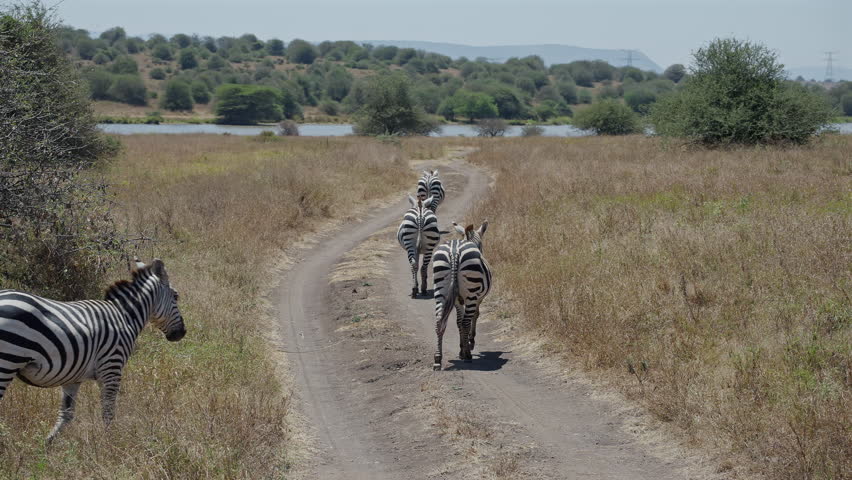 Herd of Zebras Moving to Lake in Kenya Grassland