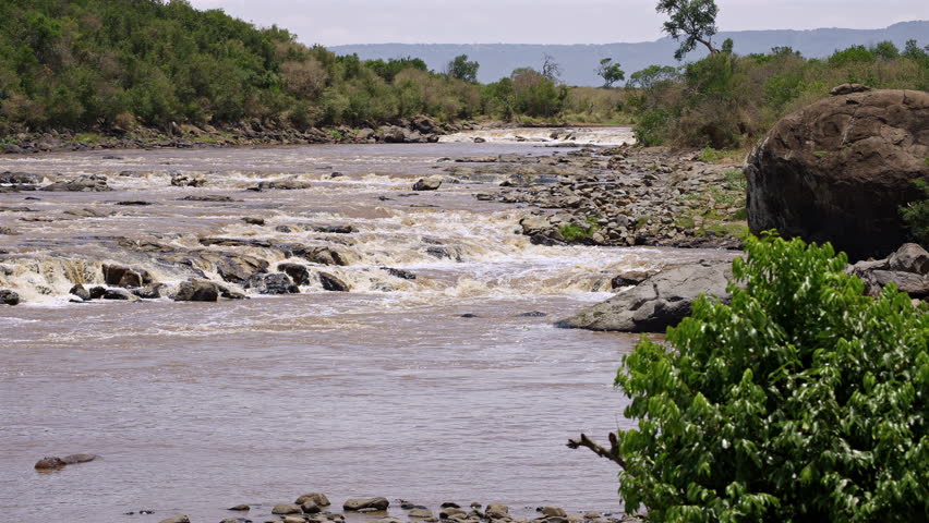 Mara River Rapids with Hippopotamus Kenya
