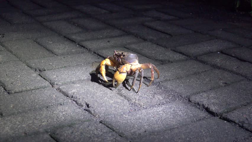 Night crabs on the waterfront of a village on the island of Bunaken in Indonesia
