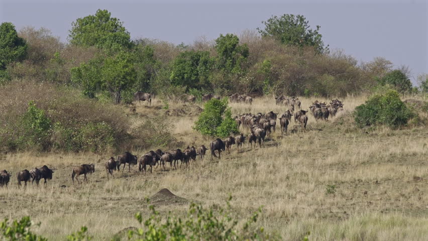Wildebeest Herd Crossing Dry African Plains