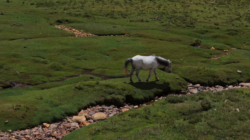 White Horse Crossing Rocky Terrain on Tibetan Plateau Drone View