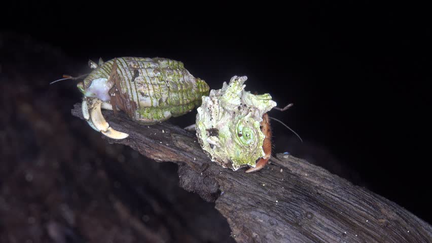 A giant wood spider, crab spider guarding a cocoon with offspring Huntsman spiders (Sparassidae, Palystes) preference for woody places. Island of Bunaken in Indonesia