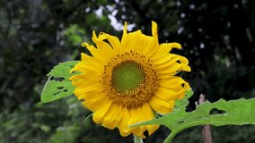 A white butterfly lands on a sunflower swaying in the wind, stays briefly, then flies away. Shortly after, another butterfly arrives and lands on the same flower. 4K silent video - Powered by Shutterstock - Get 15% off with code: PIKWIZARD15