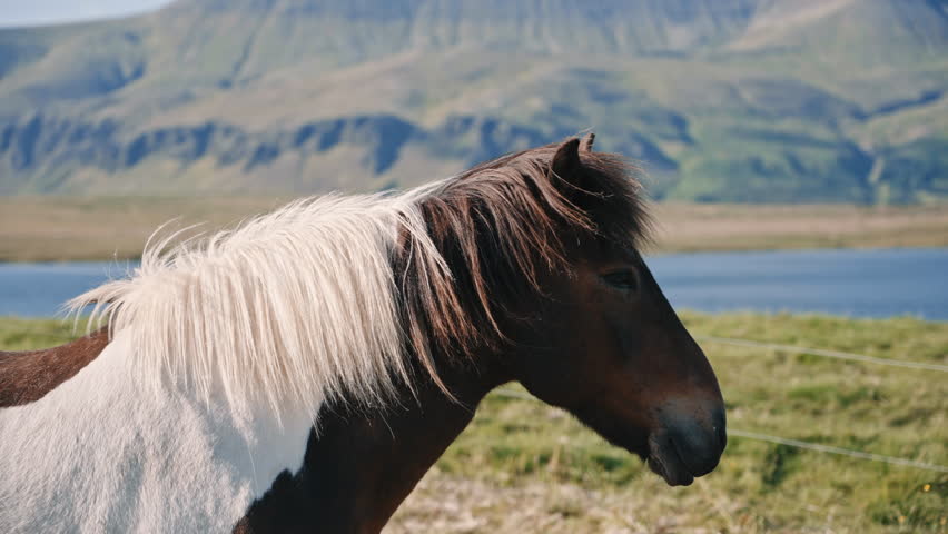 Icelandic Horse Close Up with Lake and Mountains