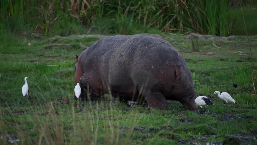 Hippo Surrounded by White Birds in Grassland