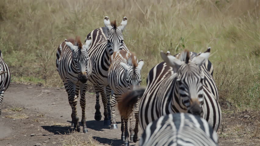 Group of Zebras Walking Together in Savannah