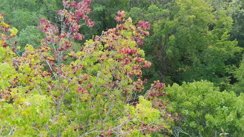 Close-up of a tree with leaves starting to turn yellow and orange, capturing the first signs of autumn and the beauty of early fall foliage.