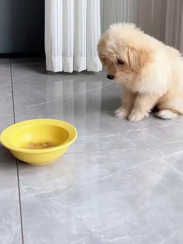 A Cute Golden Retriever Puppy Eating from a Yellow Bowl.