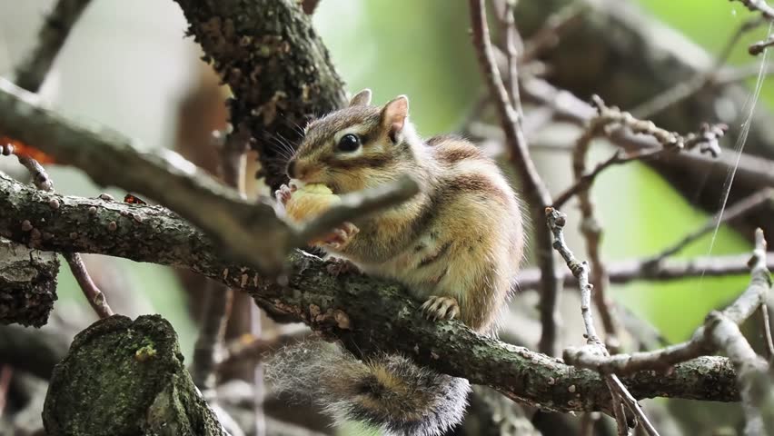 Siberian chipmunk (Eutamias sibiricus) eating a nut on a tree branch in Buc forest, Île-de-France, France
