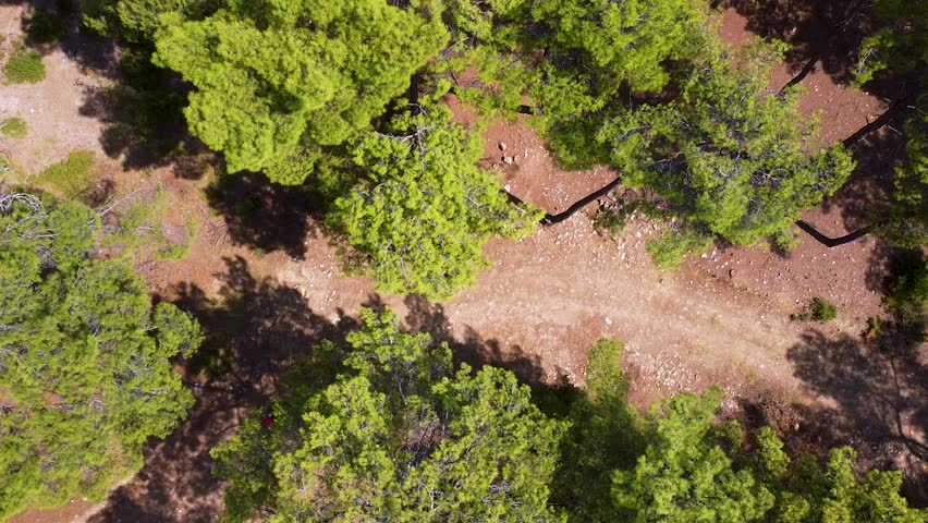 bicycle. athlete riding a bicycle in the forest. cycling sport. cycling