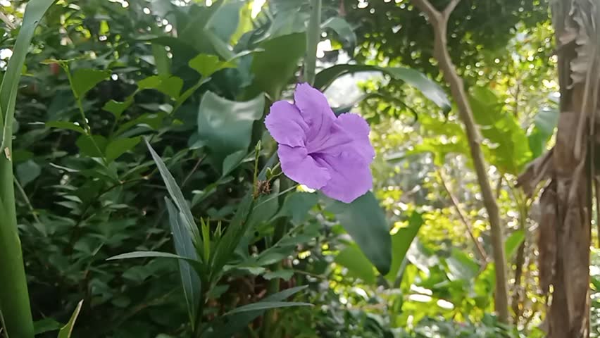 Video of beautiful purple kencana flowers (ruellia simplex) dancing in the gentle breeze. These lovely and elegant flowers can ads a touch of color and beauty to any video project.