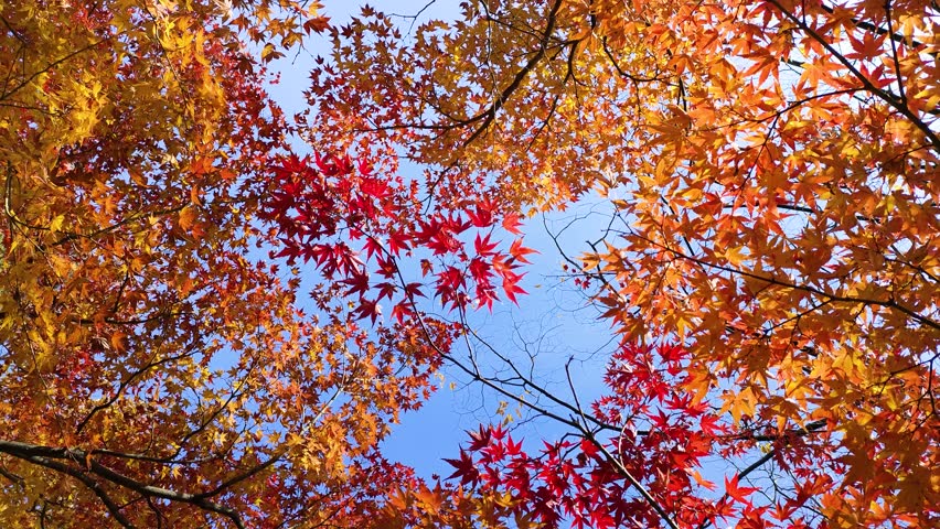 Autumn maple leaves on the blue sky, rotating