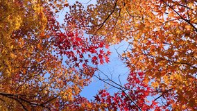 Autumn maple leaves on the blue sky, rotating - Powered by Shutterstock - Get 15% off with code: PIKWIZARD15