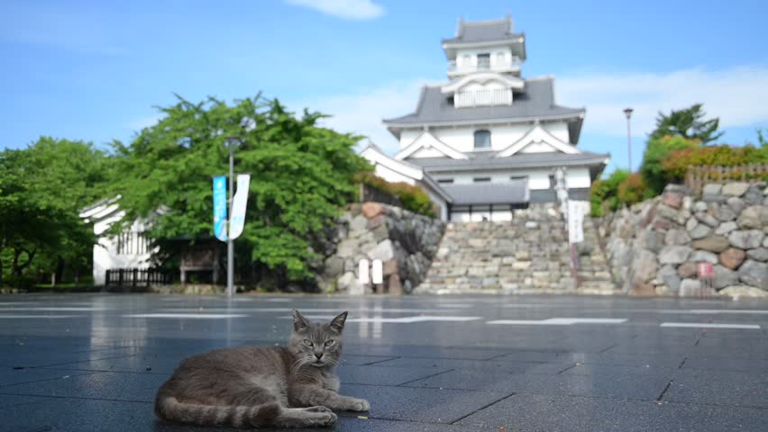 A tabby cat relaxing at Nagahama Castle Park in early summer (Nagahama, Shiga)